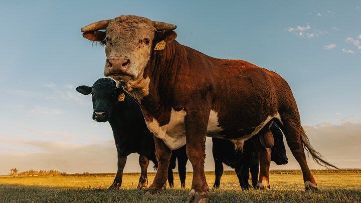 Bull and cows in the pasture 