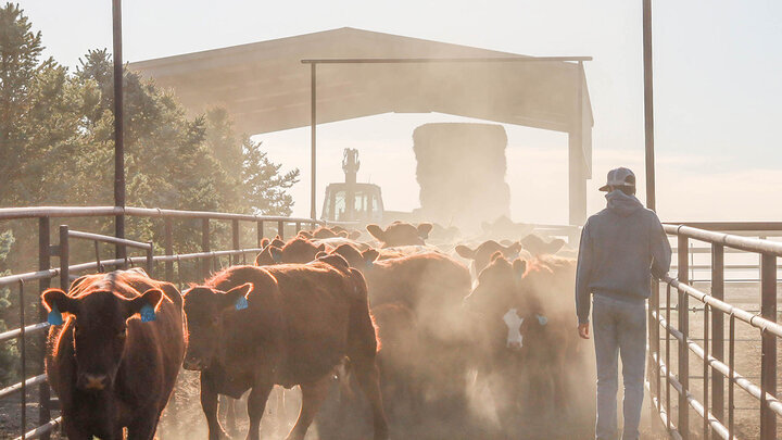 Rancher with cattle in farmyard 