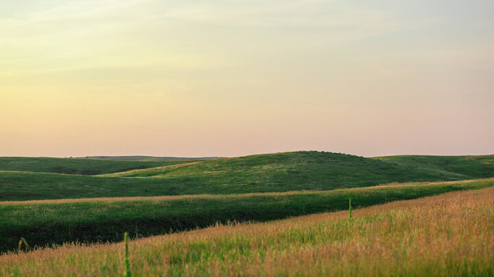 golden pasture in sunlight