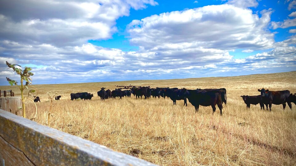 Cows