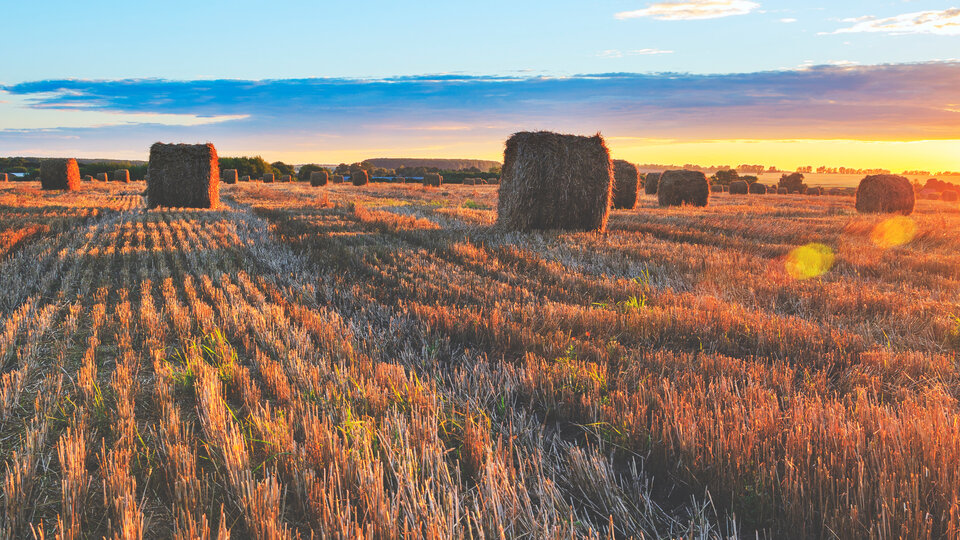 Panoramic view of hay bales on the field after harvesting illuminated by the last rays of setting sun