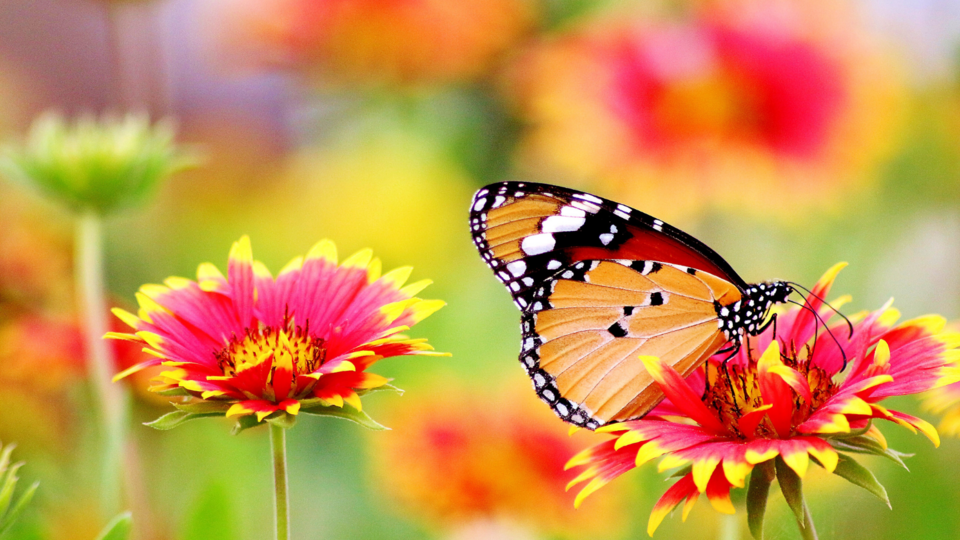 Butterfly perched on a vibrant red and yellow flower amidst a colorful garden.