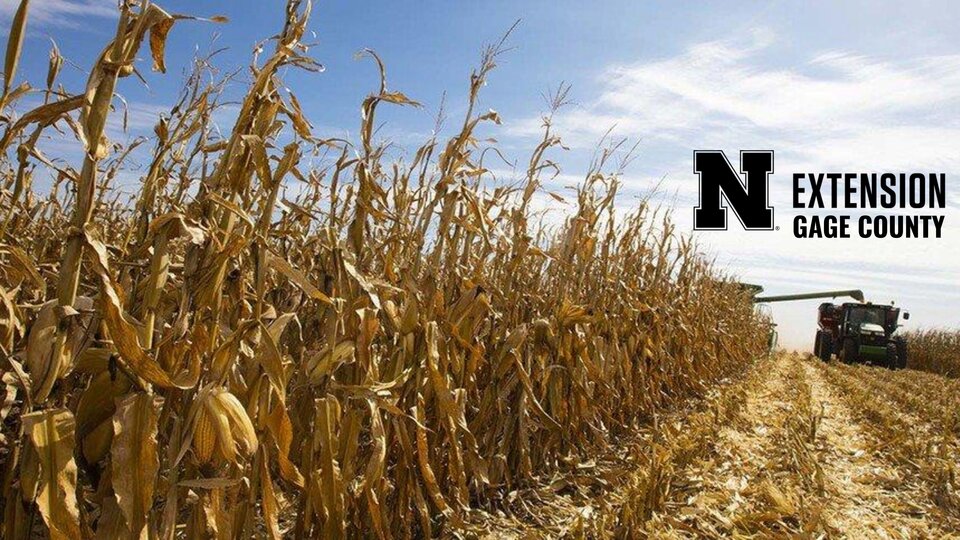 Corn Harvest