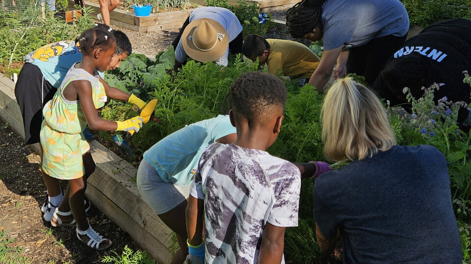 People in the garden harvesting carrots