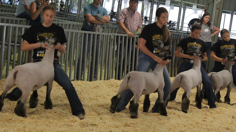 Platte County Fair Picture