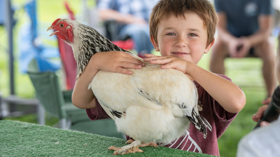 Poultry show exhibitor with chicken