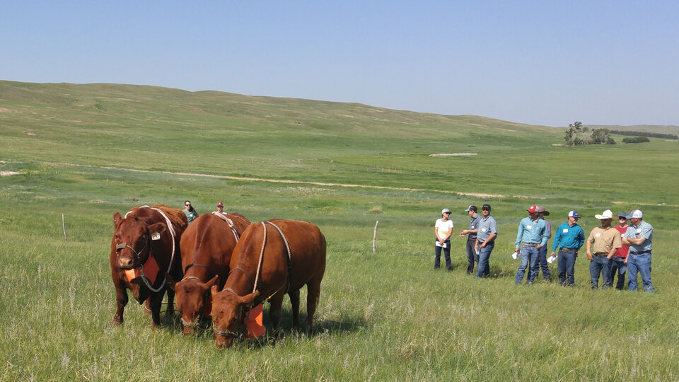 Livestock Producers viewing cattle in pasture