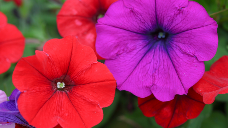Beautiful red and purple petunias