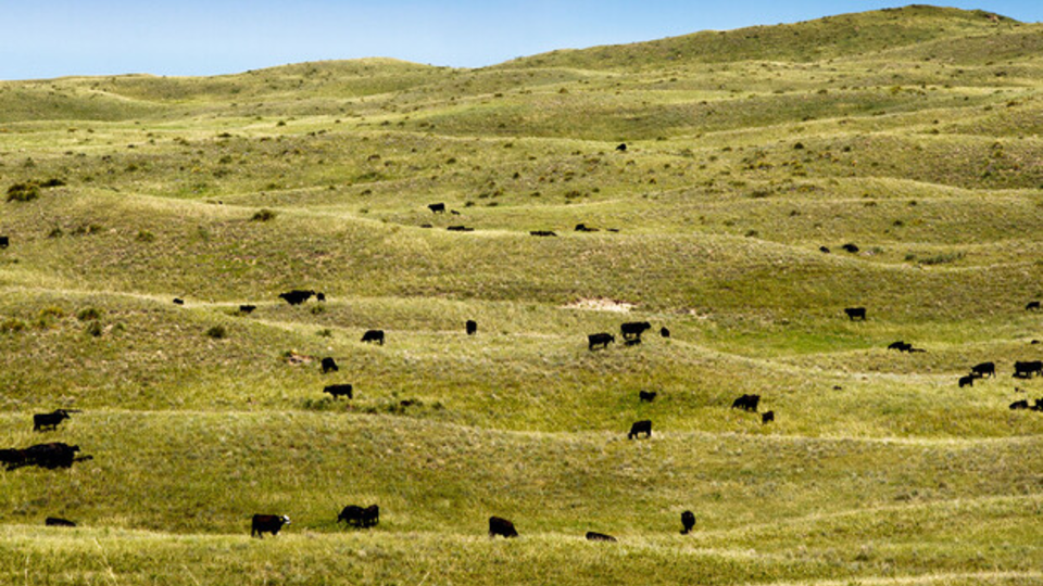 Nebraska Sandhills Grazing