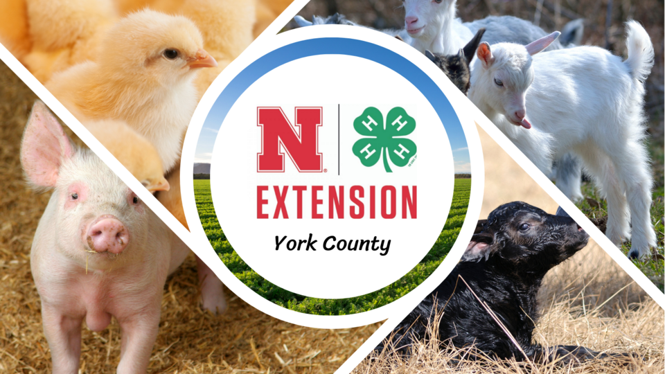 York County Extension