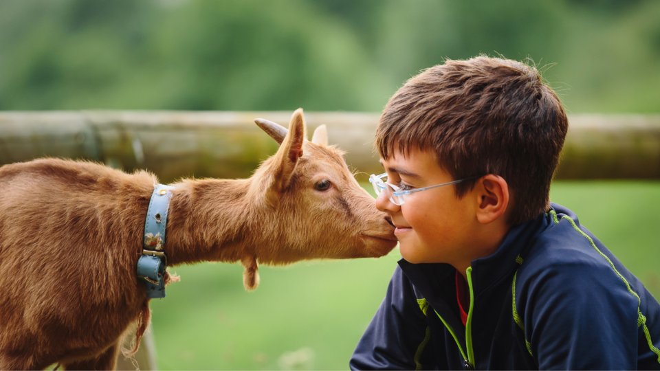 A boy and his goat looking face to face with blurred spring green grass in the background
