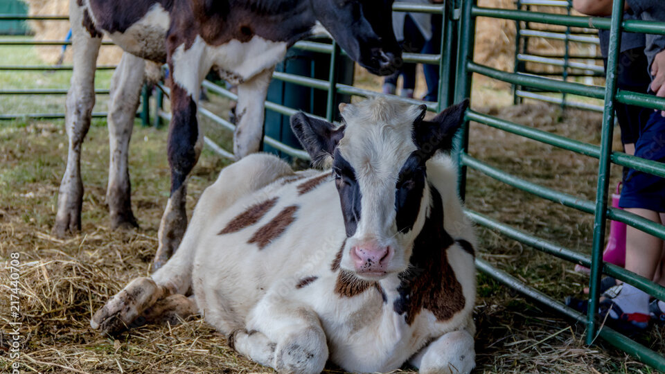 dairy cow