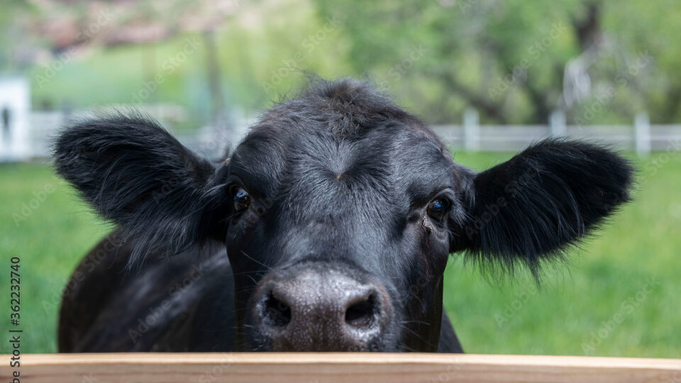 cow