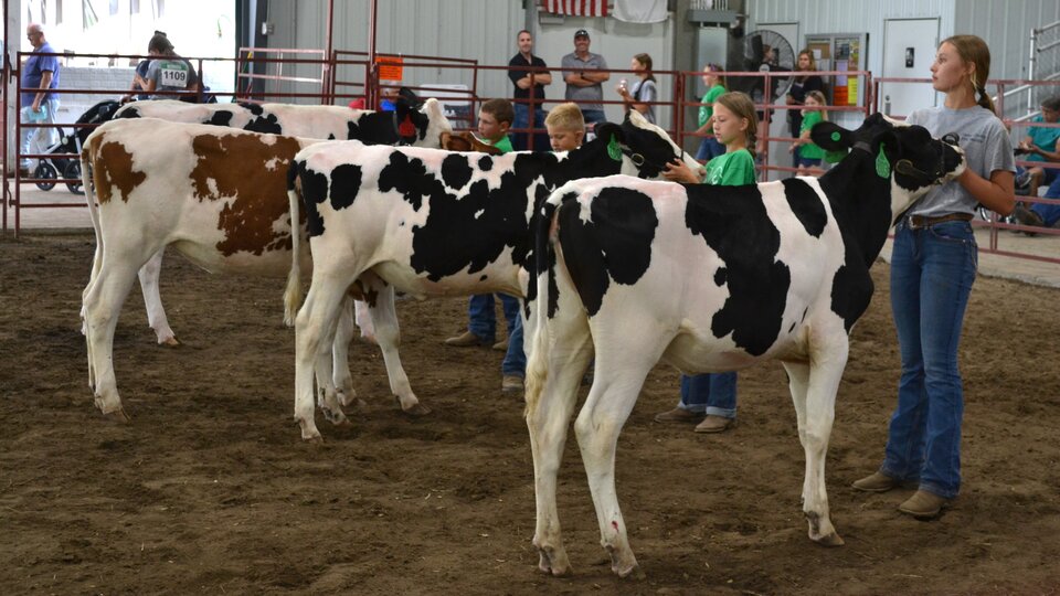 Cedar County Fair Dairy Show