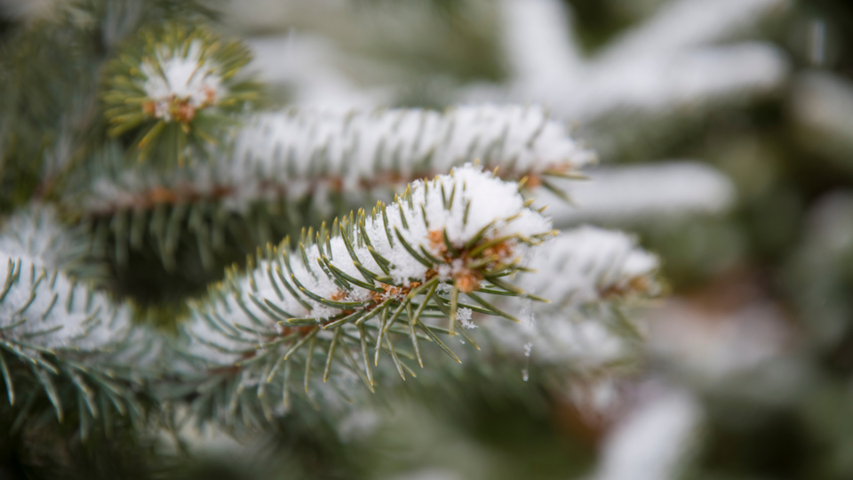 Evergreen branch with snow