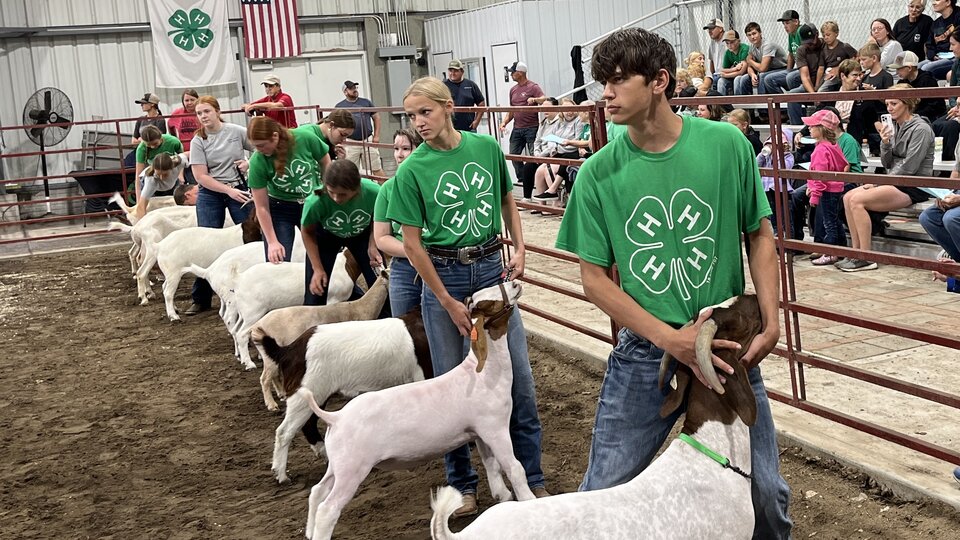 Cedar County Fair Goat Show Picture