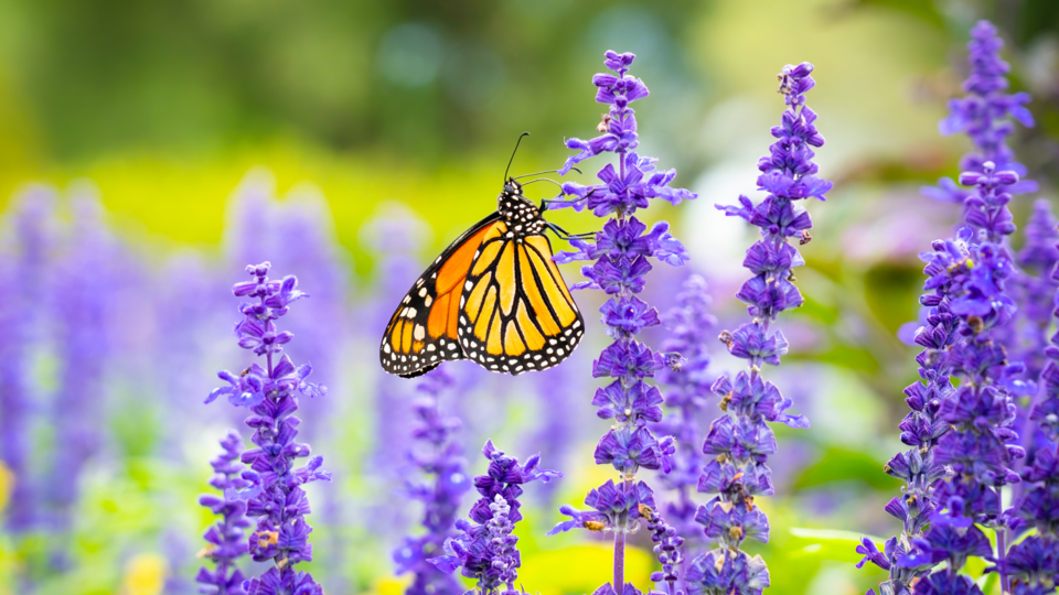 Monarch butterfly in the salvia