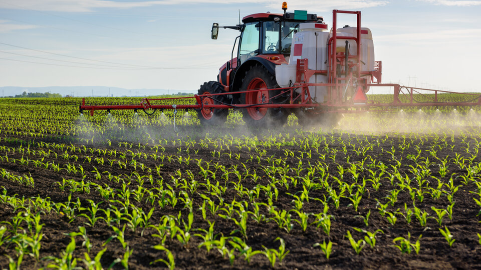 tractor spraying young corn