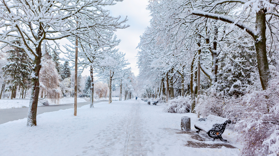 Park with trees covered snow