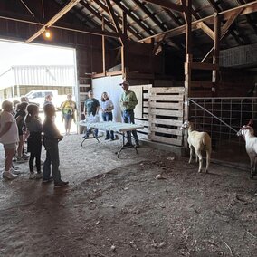 Ag Lit 24 sheep2