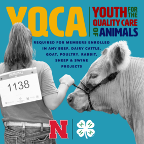 Picture of a woman holding onto a cow with a rope. She has a sign on her back with the numbers 1138. In the background it says YQCA Youth for the Quality Care of Animals, below that it says Required for members enrolled in any beef, dairy cattle, goat, poultry, rabbit, sheep & swine projects