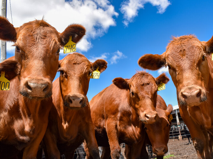 GP Heifer Development Program