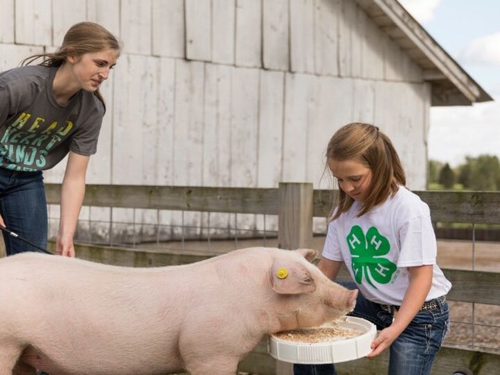 Two 4-H members feeding a pig
