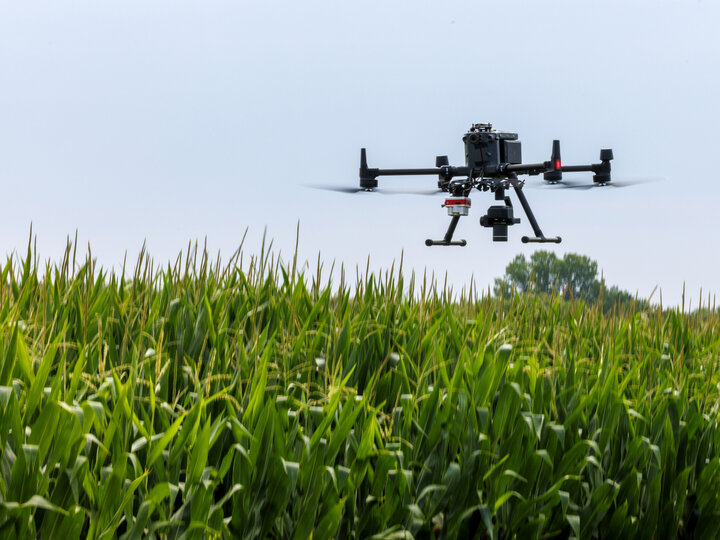 A drone hovers above a cornfield.