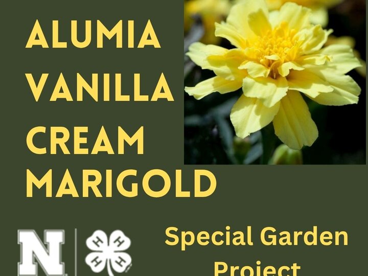 2026 Special Garden Project called "Alumia Vanilla Cream Marigold"