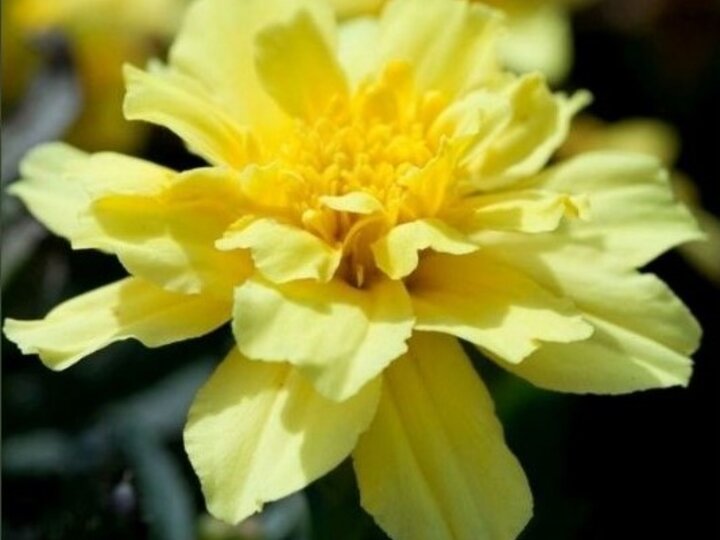 Yellow Marigold