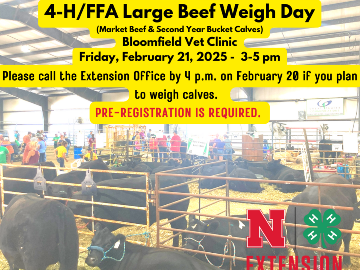 Knox County Large Beef Weigh Day