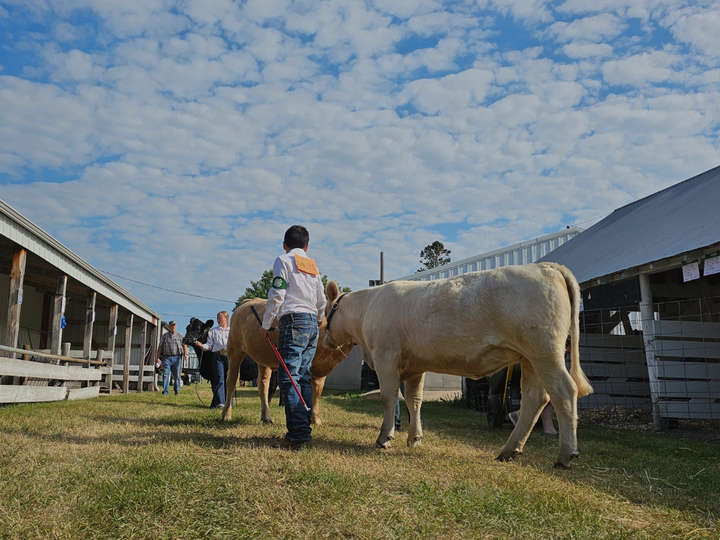 Person leading cows on grassy farm with barns under a blue sky and scattered clouds.