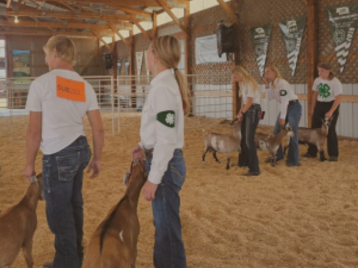 holt co fair goat show 24