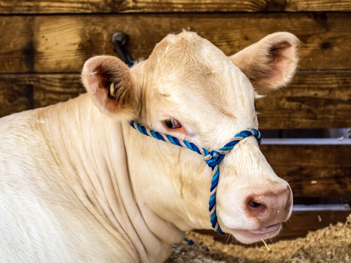 white cow with halter on