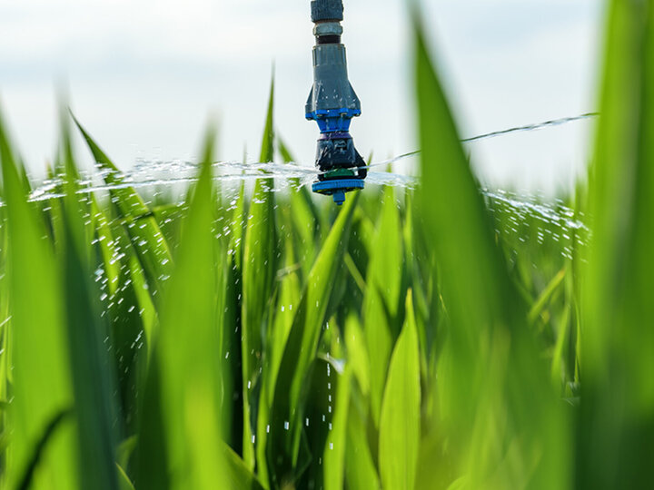 Sprinkler watering green grass in a sunny field.
