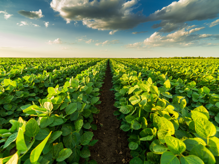 Bean field with cloudy blue sky