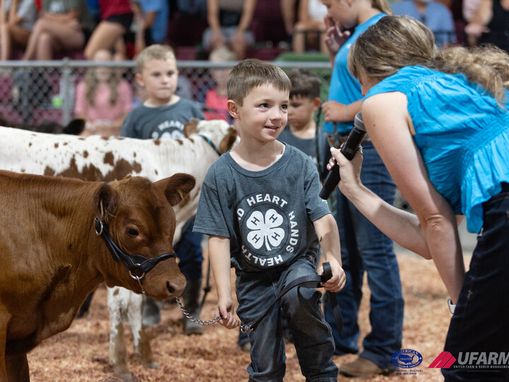 4-H Clover Kid showing his bucket calf at the 2025 Buffalo County Fair
