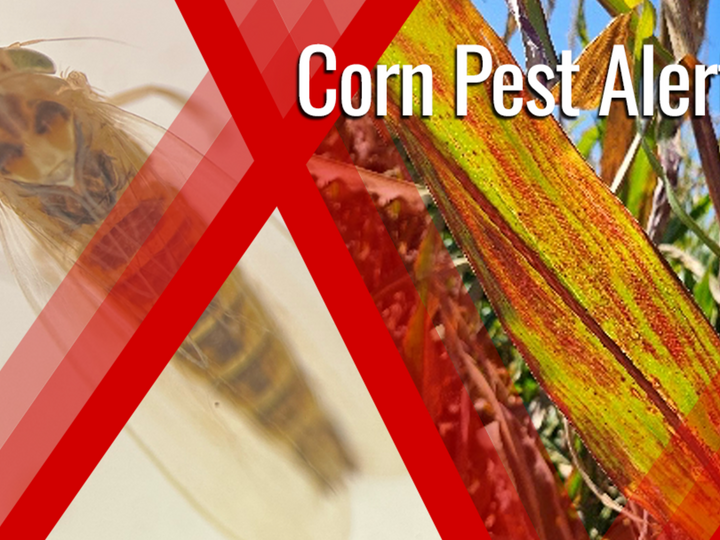 Corn Leaf Hopper detected in Nebraska