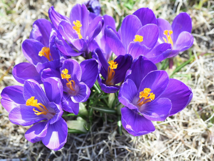 Beautiful purple crocus with yellow stamens emerge in spring.