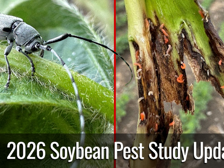 Soybean Dectes Stem Borer and damaged plant stem, highlighting pest impact.