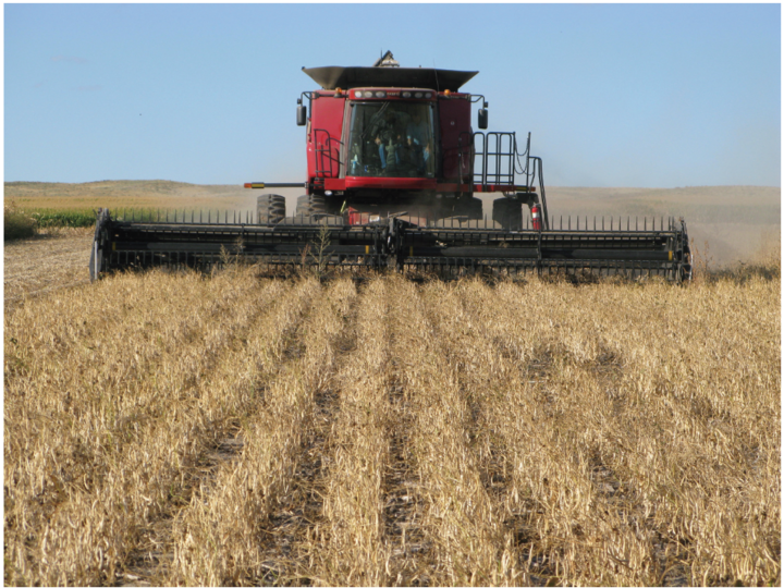 Combine for Dry Edible Bean Harvest  