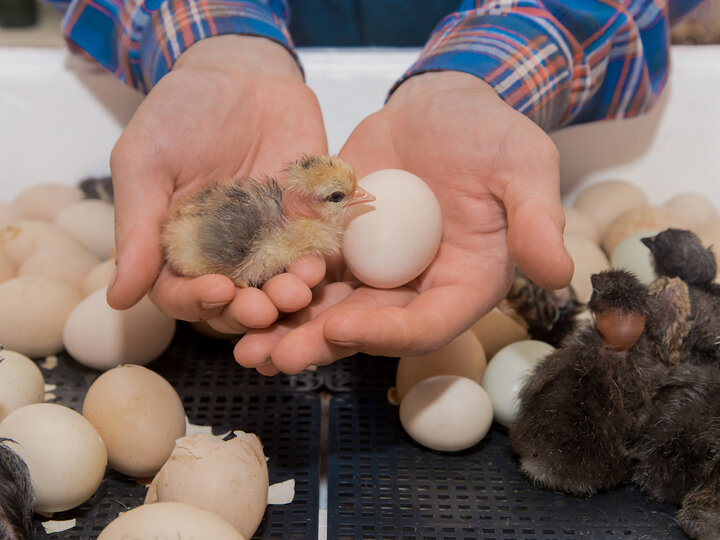 hands holding a chick and egg inside of an incubator base, chicks and eggs in background