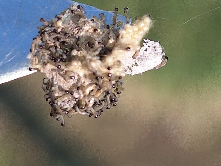 Fall Armyworm Hatchlings