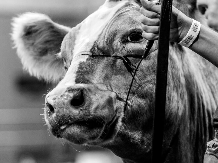 Heifer at the 4-H beef show