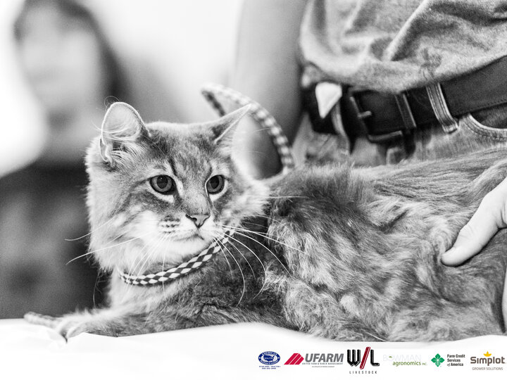 Cat at the Buffalo County Fair Companion Animal Show