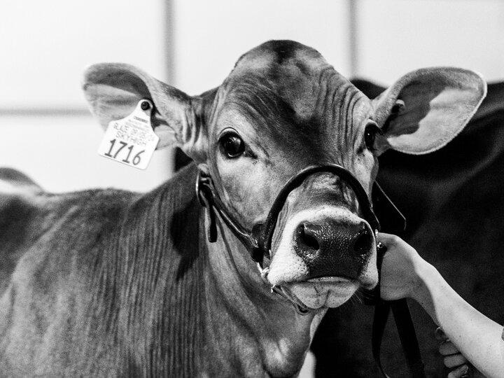 Dairy cow at the Buffalo County Fair