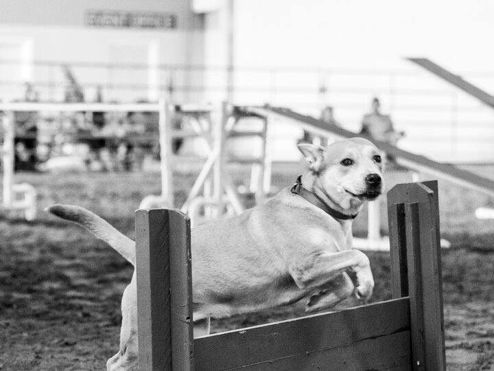 Dog on agility course at the Buffalo County Fair