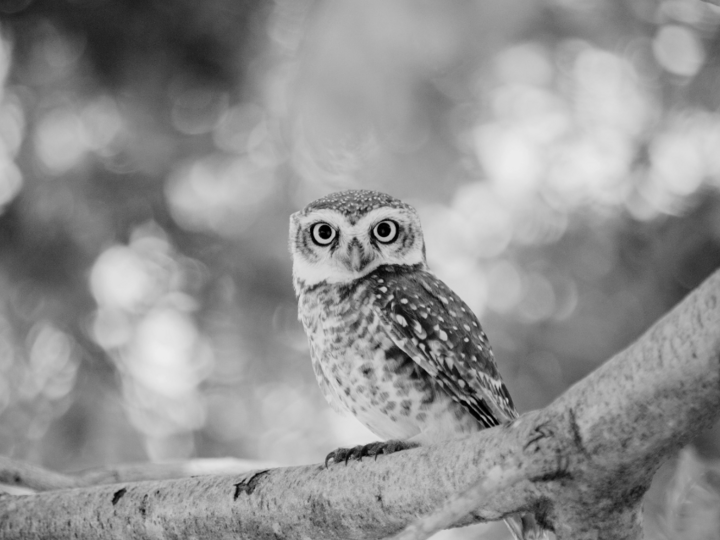 Owl in a tree