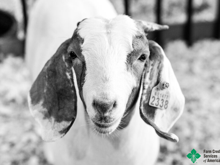 Goat at 4-H show