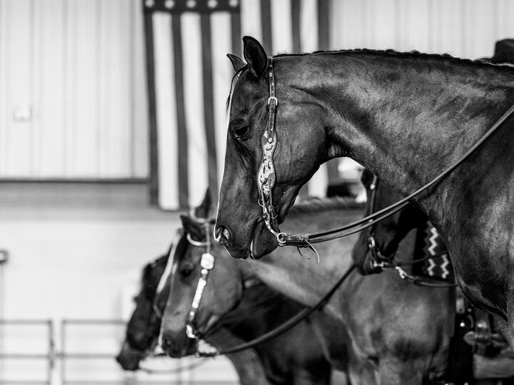 Horses at the Buffalo County Fair